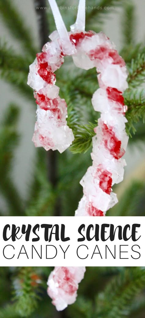 Candy Cane Science, Christmas Science Experiments, Candy Cane Crafts, Christmas Science, Growing Crystals, Christmas Stem, Crystal Candy, Science Activity, Candy Cane Ornament