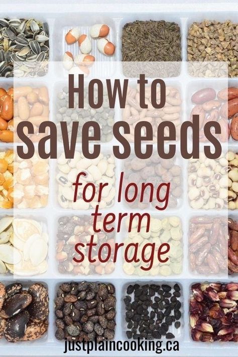 How To Keep Seeds For Next Year, What To Do With Apple Seeds, How To Preserve Garden Vegetables, How To Dry Seeds For Planting, Diy Seed Storage, How To Save Seeds For Next Year, Drying Seeds For Planting, Garden Seed Storage, How To Store Seeds Long Term