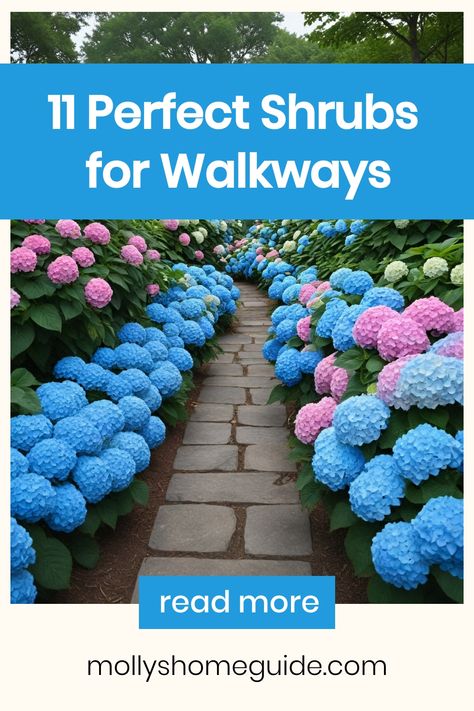 Discover the best shrubs for walkways that will enhance your landscaping with beauty and functionality. Whether you're looking for low-growing evergreen shrubs perfect for small spaces or shade-loving plants to brighten up dim areas, we've got you covered. Create privacy and add vibrant color to your outdoor space with flowering hedge plants or opt for low-maintenance evergreens that thrive in full sun. These versatile shrubs are also ideal for containers, making them a great choice for patios a Flowering Hedge, Juniper Shrub, Flower Hedge, 11 Aesthetic, Holly Shrub, Shade Loving Shrubs, Hedge Plants, Low Maintenance Shrubs, Front Walkway