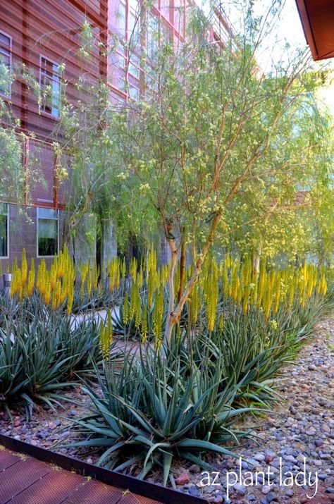 Arizona Landscape Design, California Landscaping, Succulent Landscape Design, Landscape Gardening, Beautiful Home Gardens, Gardens Ideas, Arizona Landscape, Sustainable Landscaping, Succulent Landscaping