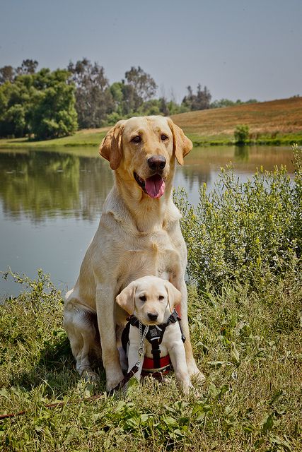 Yellow Labs Labs Dogs, Husky Corgi, Yellow Labs, Yellow Labrador Retriever, Lab Dogs, Yellow Labrador, Lab Puppies, Yellow Lab, Labrador Puppy