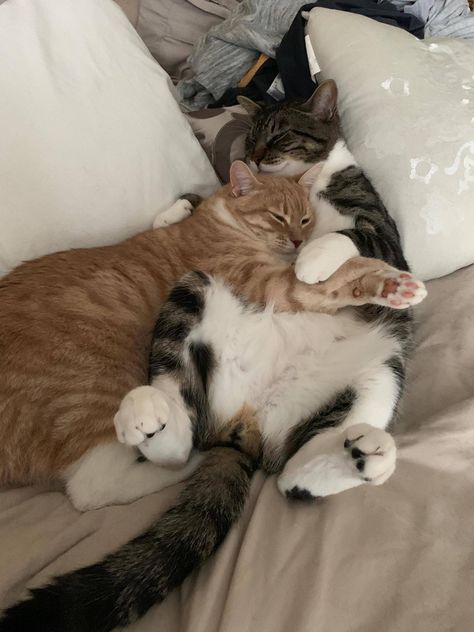 (lol)Cats in Love Cats Being Romantic, Cat Couples Love, Cats As Couples, 2 Cute Cats Together, Love In Animals, Cats That Are In Love, Cat Couples Cute, Cats Loving Each Other, 2 Cats Cuddling