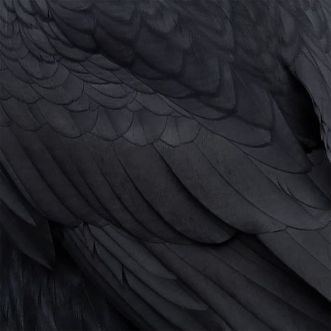 Raven Wings, Raven Bird, The Fallen Angel, Dark Wings, Minako Aino, Black Raven, Angel Aesthetic, Black Angels, Shall We Date