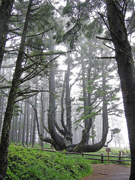 Octopus tree, Sitka spruces which grew together, scenic drive west and south of Tillamook along the Pacific. Sitka Spruce, The Octopus, Oregon Travel, Tree Hugger, Hiking Trail, Tree Forest, Scenic Drive, Oregon Coast, Beautiful Tree