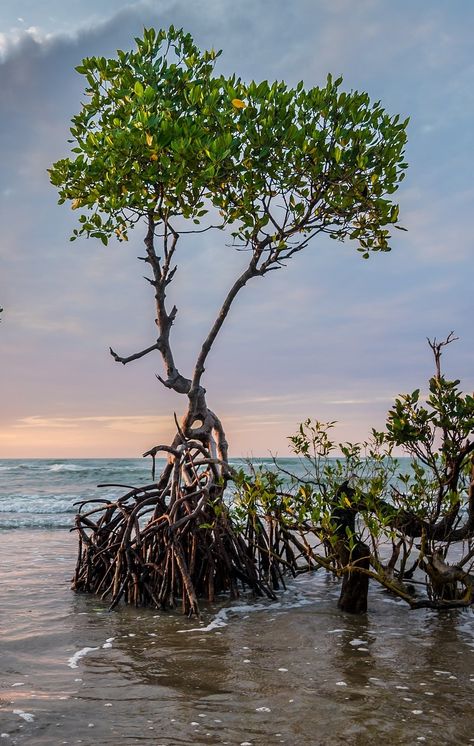 Science Presentation, Mangrove Trees, Mangrove Tree, Diorama Kids, Art Assignments, Mangrove Forest, Animal Species, Sense Of Place, Ocean Painting