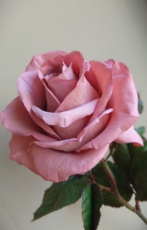 Pink Rose, Green, Pink, On Instagram, White, Beauty, Instagram