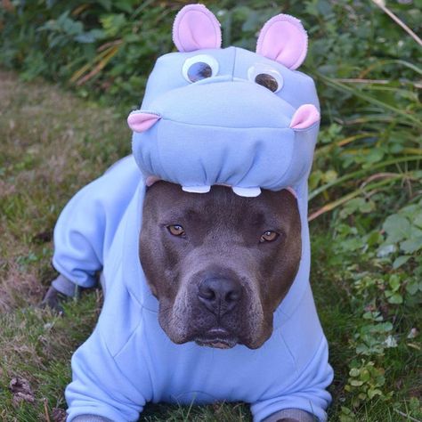 Cute Pitbulls, Dog Halloween Costumes, Pitbull Puppies, Bull Terrier Dog, Dog Costumes, Dog Costume, Pit Bulls, American Pitbull Terrier, Pitbull Dog