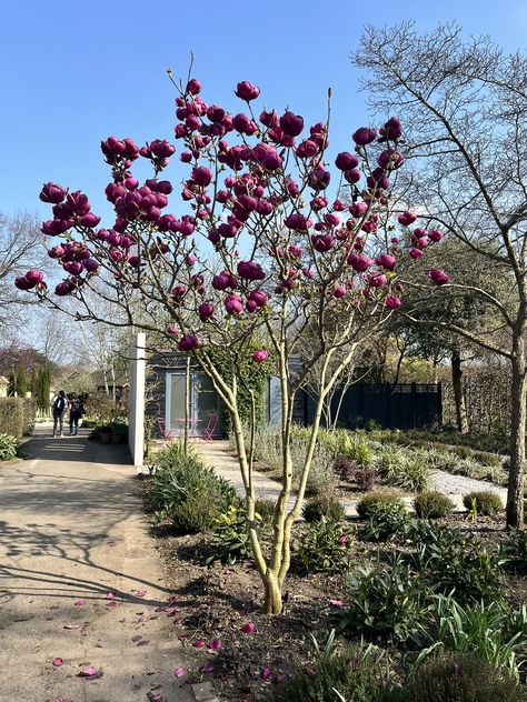 Magnolia Black Tulip, Black Tulip Magnolia Tree, Black Tulip Magnolia, Magnolia Tree Landscaping, Magnolia Garden, Tulip Magnolia, Spa Area, Magnolia Gardens, Tulip Garden