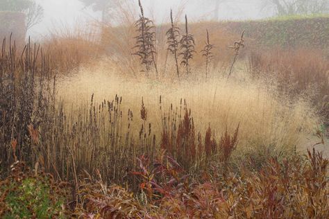 piet-oudolf-private-garden-hummelo-grasses-november-gardenista Oudolf Garden, Garden Winter, Dutch Gardens, Piet Oudolf, Prairie Garden, Meadow Garden, Winter Plants, Grasses Garden, Have Inspiration