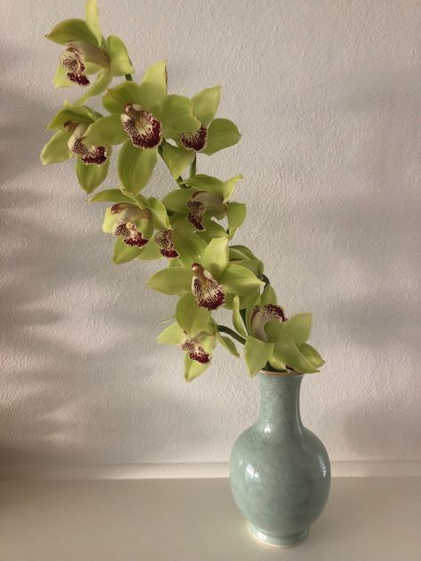 cymbidium stem in celadon vase Green Cymbidium Orchids, Cymbidium Orchids Arrangement, Persephone Flowers, Orchid Vase, Flowers Creative, Cymbidium Orchid, Green Orchid, Orchid Arrangements, Cymbidium Orchids