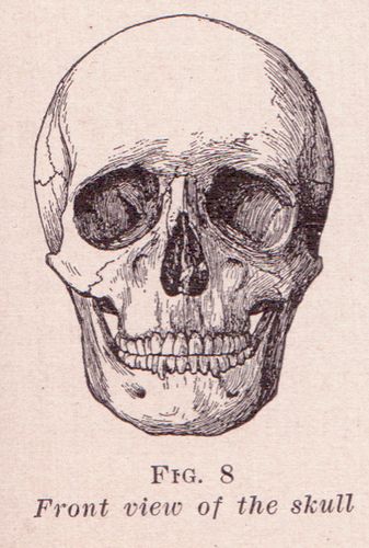 Front View of Skull by perpetualplum, via Flickr Human Skull Drawing, Healthcare Pictures, Fitness Pictures, Skull Anatomy, Skull Reference, Skull Sketch, Copyright Free Images, Skeleton Drawings, Skeleton Illustration