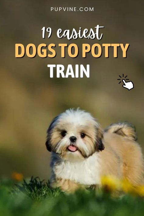 If you ever wondered what are the easiest dogs to potty train then you are in the right place. Click here and you will see the list! How To House Train A Puppy Fast, Very Small Dogs, House Training Puppies, Big Puppies, Puppy House, Easiest Dogs To Train, Dog Potty Training, Dog Potty, Potty Train