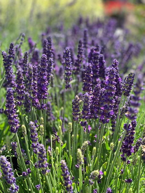 English Lavender! Learn how to prune lavender and about its culinary uses! Lavender Plant Photography, Lavender Shrub, Lavender Pruning, English Lavender Plant, Plant Recipes, Plant Lavender, Nursery Supplies, Spring Planting, Culinary Lavender