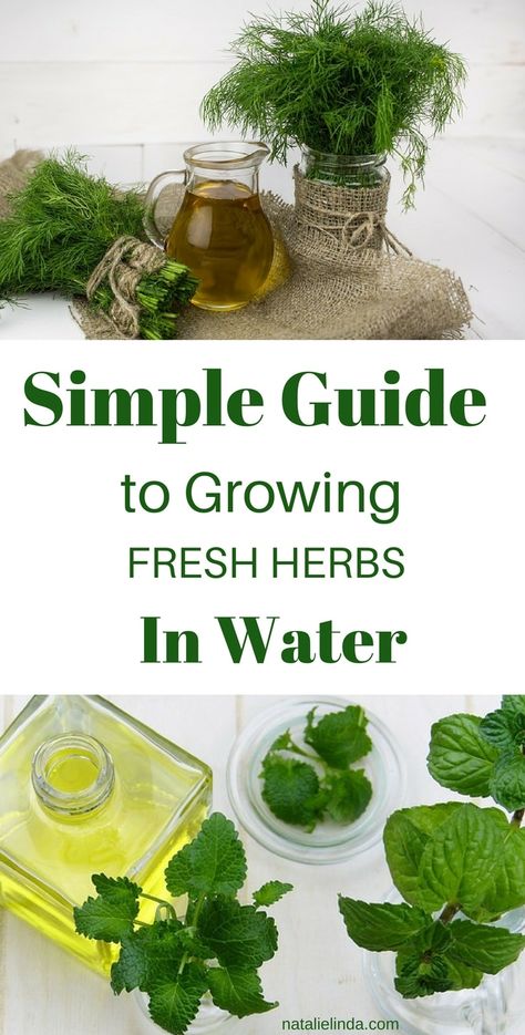 Grow Herbs In Water, Herbs In Water, How To Grow Herbs, Learning Herbs, Grow Herbs, Harvesting Herbs, Indoor Herb, Types Of Herbs, Herb Garden Design