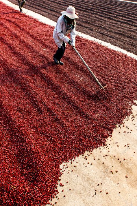 coffee processing in ethiopia, natural processing method done by hand, drying raw coffee berries Coffee Processing, Third Wave Coffee, Coffee Process, Tractor Farming, Different Coffee, Honey Coffee, Coffee Board, Different Coffees, Coffee Box