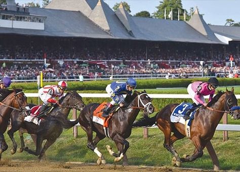 Saratoga Race Track, Horse Betting, Four Horses, Race Course, Horse Cards, Thoroughbred Horse Racing, Churchill Downs, King Cobra, Thoroughbred Horse