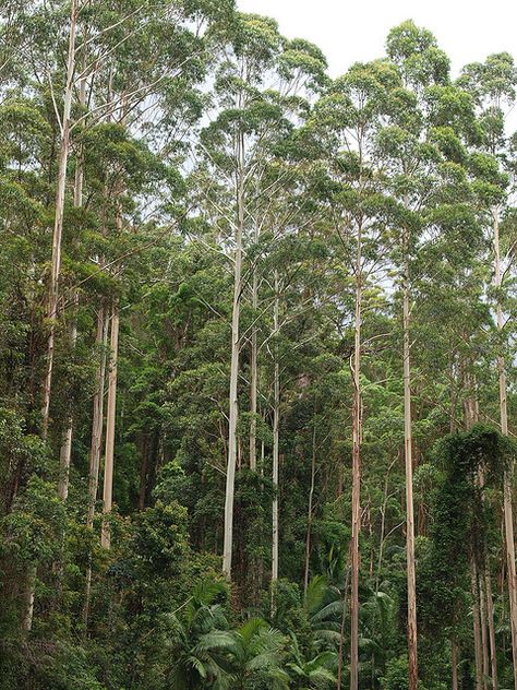 White Gum Trees Australian Forest, Cascade Green, Eucalyptus Forest, Gum Trees, Australian Trees, Eucalyptus Trees, Forest Habitat, Gum Tree, Eucalyptus Tree