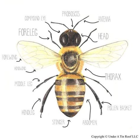 Bee Diagram, Honey Bee Facts, Stingless Bees, Bee Activities, Bee Friendly Garden, Bee Drawing, Food Insecurity, Bee Friendly, Bee Tattoo