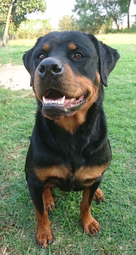 Big Rottweilers Big Rottweiler, Black Rottweiler, Baby Rottweiler, Rottweiler Pictures, Rottweiler Dog Breed, Cute Rottweiler, Funny Rottweiler, Dog Black And White, German Rottweiler