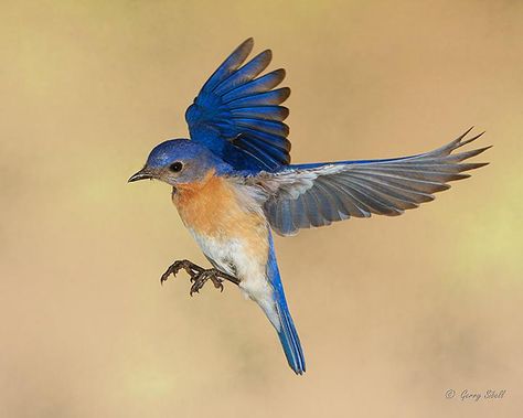 Pictures Of Birds Flying, Flying Bird Art Painting, Blue Birds Flying, Eastern Bluebird Drawing, Bird Reference Photos For Artists, Eastern Bluebird Painting, Eastern Bluebird Tattoo, Bluebirds Art, Bluebird Pictures