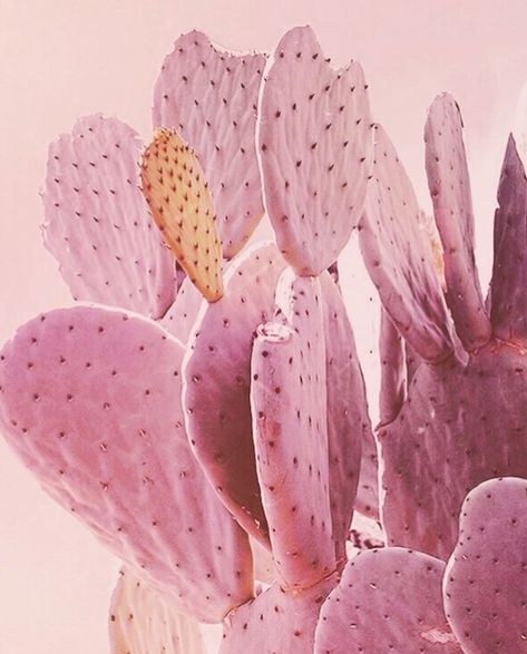 как заработать деньги https://lvovart.com/ Kaktus Dan Sukulen, Pink Cactus, Summer Scenes, Pink Plant, Cactus Art, Cactus Plant, Color Crush, Cactus And Succulents, Vintage Modern