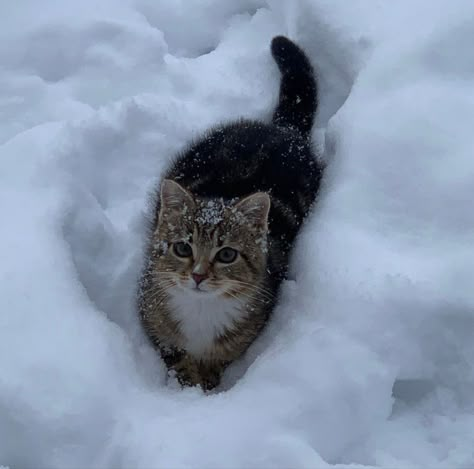 Cat In The Rain, Pet Spaces, Baby Cats, Pet Grooming, In The Rain, Cuteness Overload, Winter Snow, The Rain, Pet Care