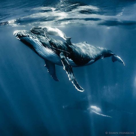 Such a breathtaking moment💙🐋 - Follow @nardigo_ for more👈 Follow @nardigo_ for more👈 - Credits: @shawnheinrichs Whale Pictures, Whale Illustration, Whale Painting, Tattoo Nature, Photo Animaliere, Gray Whale, Whale Art, Water Animals, Beautiful Sea Creatures