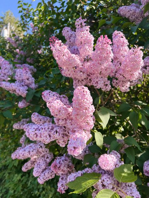 flowers nature lilacs bouquet summer pink purple Pink Lilac Flowers, Lilac Flower Aesthetic, Pink Lilac Aesthetic, Lilacs Flowers Aesthetic, Lilac Flowers Aesthetic, Washington Lilacs, Lilacs Bouquet, Lilacs Flowers, Pea Tattoo