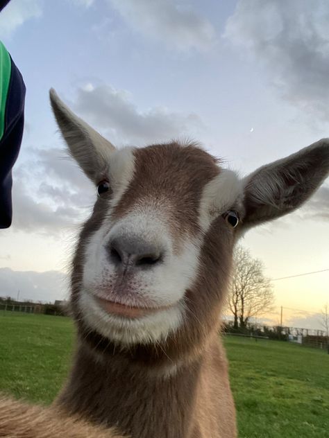 Dutch Toggenburg Goat Toggenburg Goat, Cute Goat, Goat Farm, Cute Goats, Goat Farming, A Goat, Happy Kids, I Don T Know, Spirit Animal