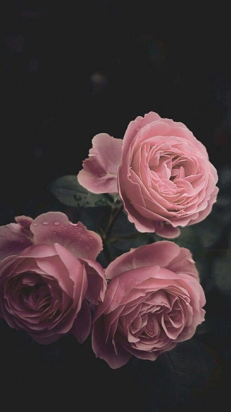 Dark Iphone Wallpaper, Wallpaper Iphone, Pink Roses, Iphone Wallpaper, Roses, Iphone, Pink, Black