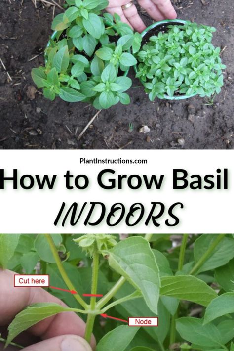 Basil Plant Indoors, Growing Herbs Inside, Growing Basil Indoors, Pruning Basil, Grow Basil, Growing Herbs Indoors, Growing Basil, Gardening Vegetables, Garden Herbs