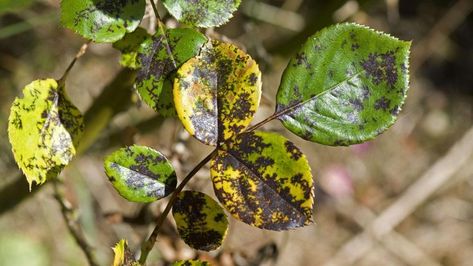 Eine der häufigsten Krankheiten der Rose ist der Sternrußtau, der sich mit schwarzen Flecken auf gelben Blättern zeigt. Mit Natron lässt er sich bekämpfen. Yellow Leaves On Roses, Roses Garden Care, Rose Diseases, Black Spot On Roses, Plant Leaves Turning Yellow, Rose Plant Care, Rose Cuttings, Bush Plant, Rose Care