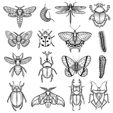 Black And White Bug Tattoo, Black And White Insects, Insect Illustration Vintage, Realistic Insect Tattoo, Tattoo Illustration Sketches, Drawing Honeycomb, Nature Flash Tattoo, Insect Tattoo Ideas, Caterpillar Sketch Flash Tattoo Nature, Bugs Drawing Sketches, Nature Flash Tattoo, Bug Drawing Simple, Caterpillar Sketch, Insect Tattoo Ideas, Caterpillar Tattoo, Dynamic Tattoo, Bugs Drawing