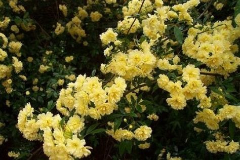 A vigorous climber, practically thorn-less rambler. with its long elegant canes that will climb to the top of any nearby tree, shrub,fence or arbor. Louisiana Garden, Louisiana Gardening, Thornless Roses, Rosa Banksiae, European Gardens, Fast Growing Climbers, Lady Banks Rose, Rose Cuttings, Pergola Lighting