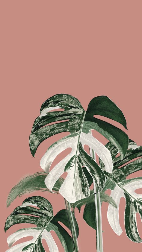 An illustration of Monstera Variegata Monstera Wallpaper Iphone, Monstera Wallpaper, Sage Aesthetic, Monstera Variegata, Seni Mural, Plant Sketches, Zestaw Ikon, نباتات منزلية, Plant Background