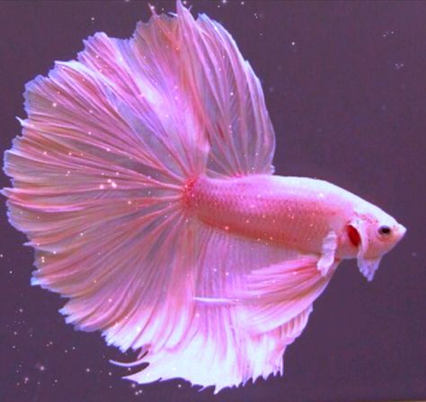 Kinda based off of the little mermaid but with a twist?.....idk how t… #fanfiction #Fanfiction #amreading #books #wattpad Pink Beta Fish, Pink Betta Fish, Beautiful Fishes, Foto Bawah Air, Colourful Fish, Betta Fish Types, Pretty Fish, Cele Mai Drăguțe Animale, Pink Fish