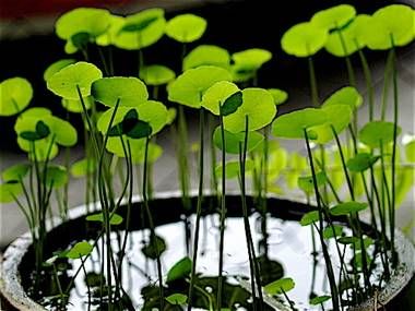 gotu kola facts, gotu kola warnings, gotu kola benefits, gotu kola tea, centella… Tanaman Air, Mini Pond, Container Water Gardens, Concrete Bowl, Backyard Garden Landscape, Natural Pond, Gotu Kola, Pond Design, Large Backyard