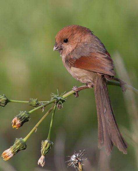 vinous-throated parrotbill, back Yunnan China, Tiny Bird, Rare Birds, Bird Pictures, Pretty Birds, Colorful Birds, Small Birds, Sweet Animals, Birds Of Paradise