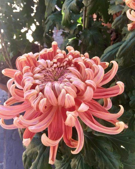 Crysathumums Flower, Crysamthmum Flower, Chrisanthiums Flower, Crisanthiums Flower, Chrysanthemum Flower Aesthetic, Heirloom Chrysanthemums, Chrisantemum Flower, Crysantenum Flower, Pom Pom Chrysanthemum