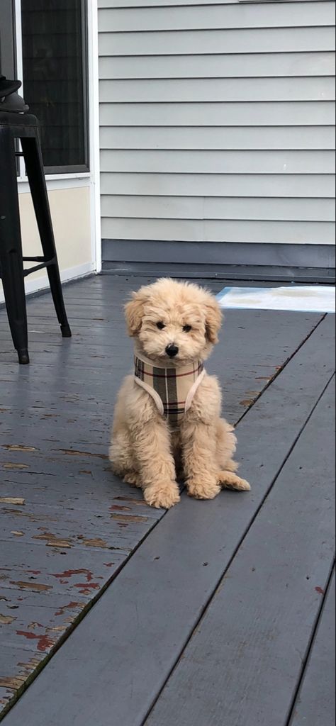 Brown Mini Poodle Puppy, Mini Poodle Outfits, Mini Goldendoodle Aesthetic, Mini Poodle Aesthetic, Pompoo Dogs, Poodle Dog Aesthetic, Chorkies Puppies, Small Dog Aesthetic, Maltipoo Aesthetic