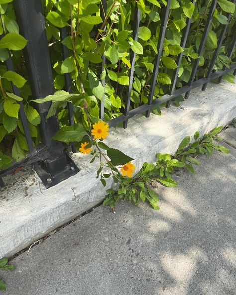 #flowers #nature #cities #sidewalk #garden Sidewalk Aesthetic, Sidewalk Garden, Flowers Nature, Flowers, Pins, Nature