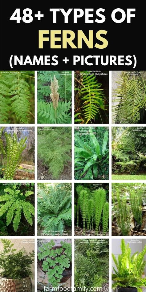 48+ Types Of Ferns (Indoor, Outdoor, Aquarium) With Photos Types Of Fern Plants, Indoor Fern Plants, Outdoor Aquarium, Plants Types, Indoor Ferns, Fern Plants, Types Of Ferns, Plant Diy, Round Garden