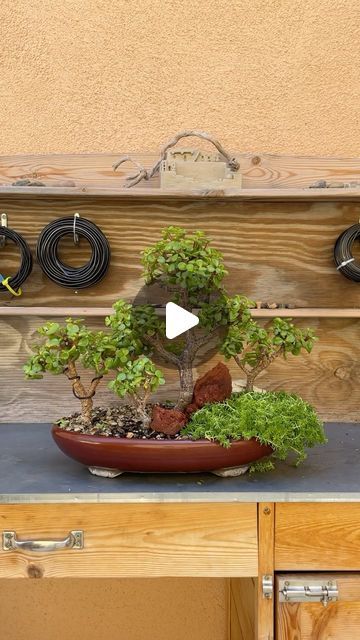 Zane’s Trees on Instagram: "Dwarf jade forest planting 🌳🌳🌳🌳🌳#bonsai #bonsaitree #garden #gardening #plants #plantlovers #nature #design #art #plantdad #mood #greenthumb #beauty #howto #diy #trees #gardendesign #outdoors" Nature Design Art, Mini Garden Ideas, Diy Trees, Jade Plant Bonsai, Outdoor Bonsai Tree, Jade Bonsai, Bonsai Forest, Jade Tree, Bonsai Ideas