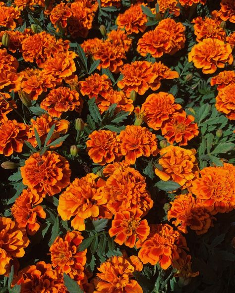 Niamh Core, Orange Flowers Aesthetic, Green And Orange Flowers, Spider Photo, Orange Mums, Orange Plants, Orange Preppy, Mum Flowers, Flower Board