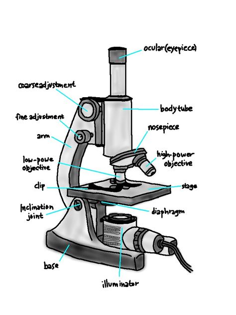 Compound Microscope Drawing Easy, Microscope Art Drawing, How To Draw Microscope, Microscope Label, Compound Microscope Drawing With Label, Lab Apparatus Drawing, Labeled Microscope, Compound Microscope Drawing, Microscope Drawing With Label