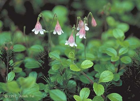 Linnea Borealis, Linnaea Borealis, Twin Flower, Green Acres, House In Nature, Rain Garden, Woodland Garden, Nature Garden, St Thomas