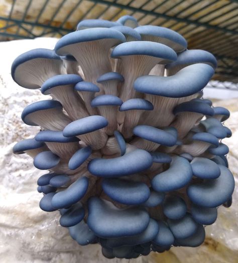 FAST SHIPPING! GREAT CUSTOMER SERVICE! We offer cultivation help for our customers free of charge. This listing is for one to ten 10ml Blue Oyster mushroom liquid culture syringe's and an 18 gage needle. Please select your desired quantity. Also, we do carry  additional functional/medicinal mushroom liquid cultures. If you have any interest in any of the following that aren't part of this listing you can visit our Etsy store, https://livewellemporium.etsy.com, or message us if you don't see the combination you would like in our multipacks: LIONS MANE CHESTNUT SHIITAKE MAITAKE ENOKI TURKEY TAIL CHICKEN OF THE WOODS CORDYCEPS TRUE MOREL RED REISHI ANTLER REISHI KING OYSTER BLACK PEARL OYSTER BLUE OYSTER GOLDEN PYSTER PINK OYSTER WHITE OYSTER PIOPPINO AKA BLACK POPLAR PHOENIX OYSTER TARRAGON Rye Grain, Chicken Of The Woods, Mushroom Pictures, Oyster Mushroom, Slime Mould, Oyster Pearl, Mushroom Fungi, Myrtle Beach Sc, Rye