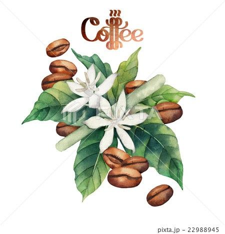 Coffee Poster Design, Coffee Artwork, Coffee Icon, Coffee Tattoos, Coffee Drawing, Coffee Flower, Coffee Painting, Coffee Illustration, Coffee Plant