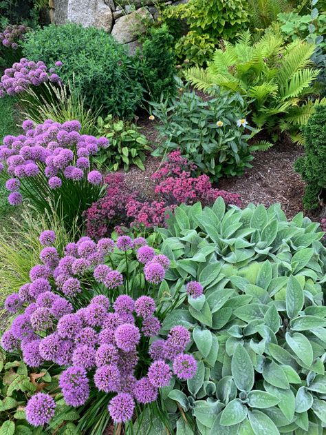 7 Drought-Tolerant Flowering Perennials That Will Add Color to Any Yard Sedum Landscaping Front Yards, Drought Tolerant Landscape Design, Flowering Perennials, Drought Tolerant Garden, Ground Covers, Drought Tolerant Landscape, Purple Plants, Dry Garden, Walled Garden