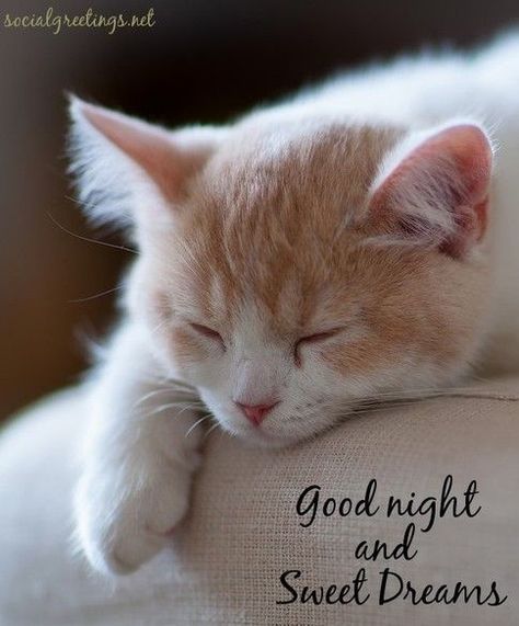 70+ Beautiful Good Night Images, Pictures and More Good Night Love You, Red Cats, Good Night Cat, Good Night Images Hd, Good Night Funny, Sleepy Kitty, Love You Cute, Beautiful Good Night Images, Cute Good Night